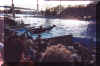 Pet Shamu.jpg (99005 bytes)