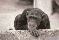 ape.gif (31659 bytes)