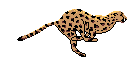 cheeta.gif (5262 bytes)